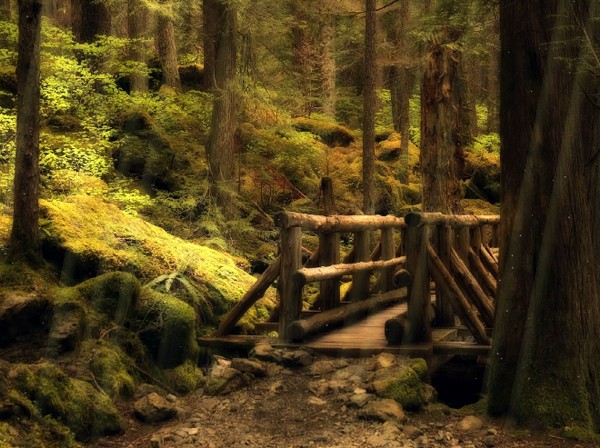 Click to view Forest Bridge Animated Wallpaper 1.0.0 screenshot
