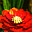Garden Flowers 3D Screensaver icon